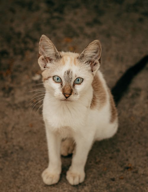 Kahverengi Toprakta Beyaz Ve Kahverengi Kedi