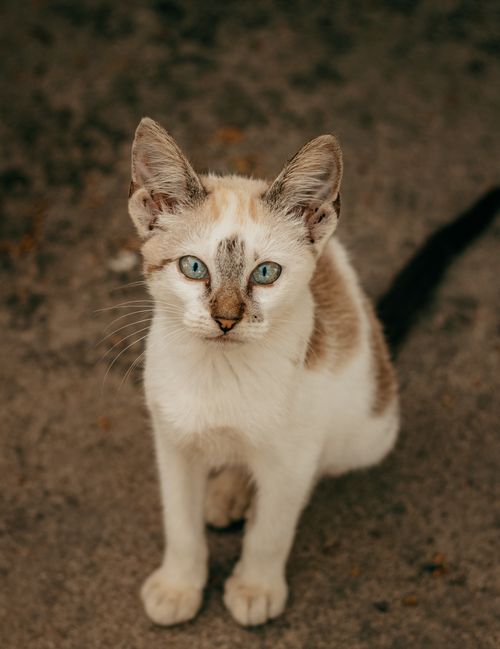 Free Adorable cat with striking blue eyes sits on pavement, showcasing natural feline beauty. Stock Photo