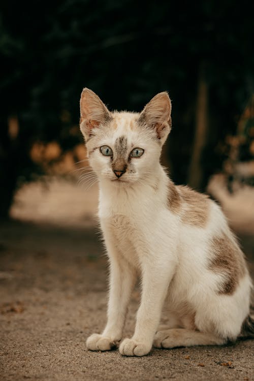 A Cat Sitting on the Ground