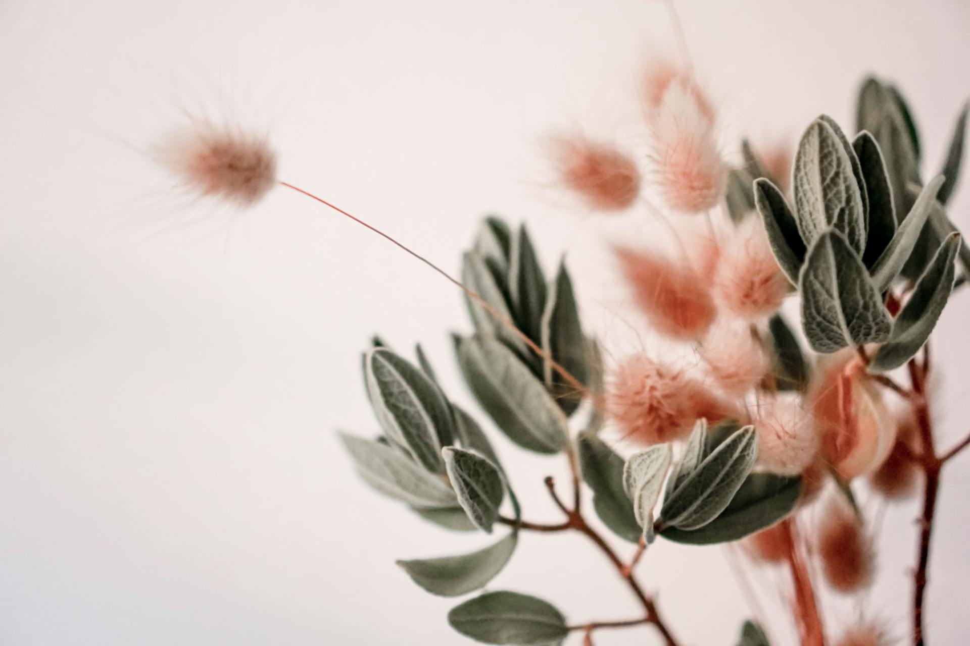 A close-up of fluffy bunny tails and leaves in soft pastel tones, perfect for serene decor.