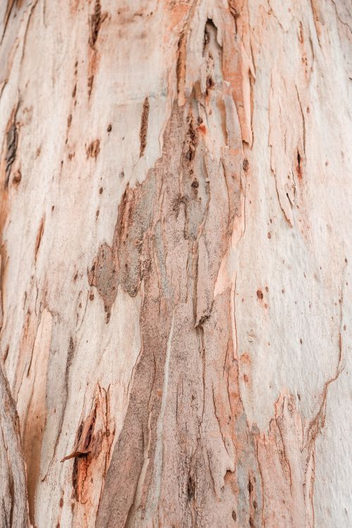 Free Detailed close-up of eucalyptus tree bark showcasing natural texture and color. Stock Photo