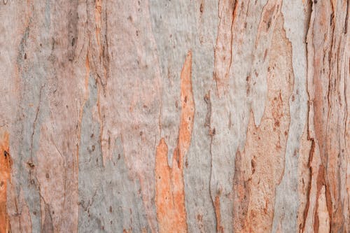 Close Up Shot of a Tree Trunk