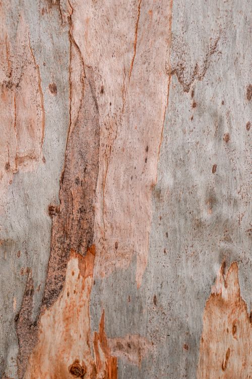 Free Detailed close-up of a tree bark with peeling texture and natural patterns. Stock Photo