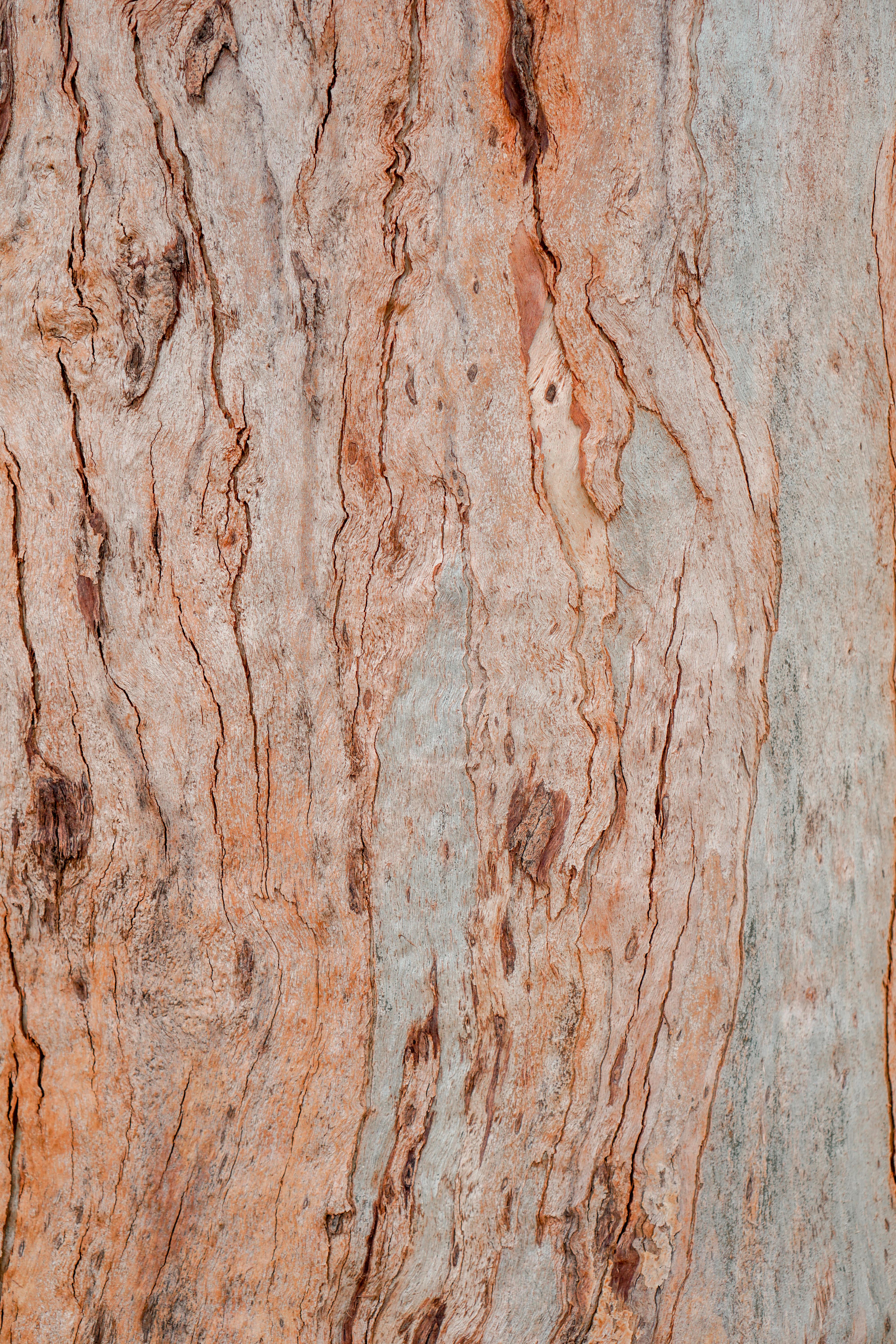 Close-up of textured tree bark with rich earthy tones, perfect for natural backgrounds.