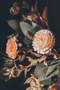 Free stock photo of arrangement, artificial flowers, bent