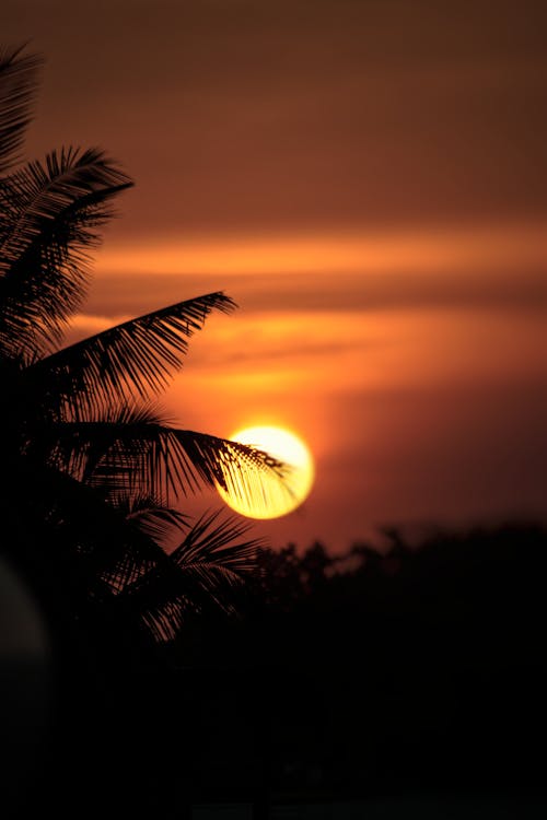 Silhouettes of Coconut Leaves During Sunset