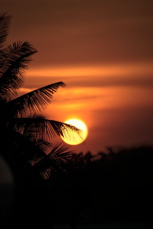 Free Dramatic sunset with palm leaves silhouetted against a vibrant orange sky. Stock Photo