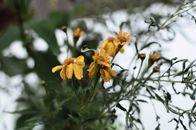 Free stock photo of blooming, blur, bright