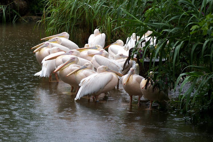 Flock Of Pelicans On The Lake