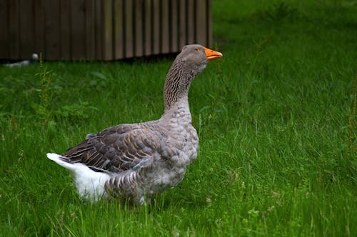 Безкоштовне стокове фото на тему «anatidae, anseriformes, водоплавна птиця»