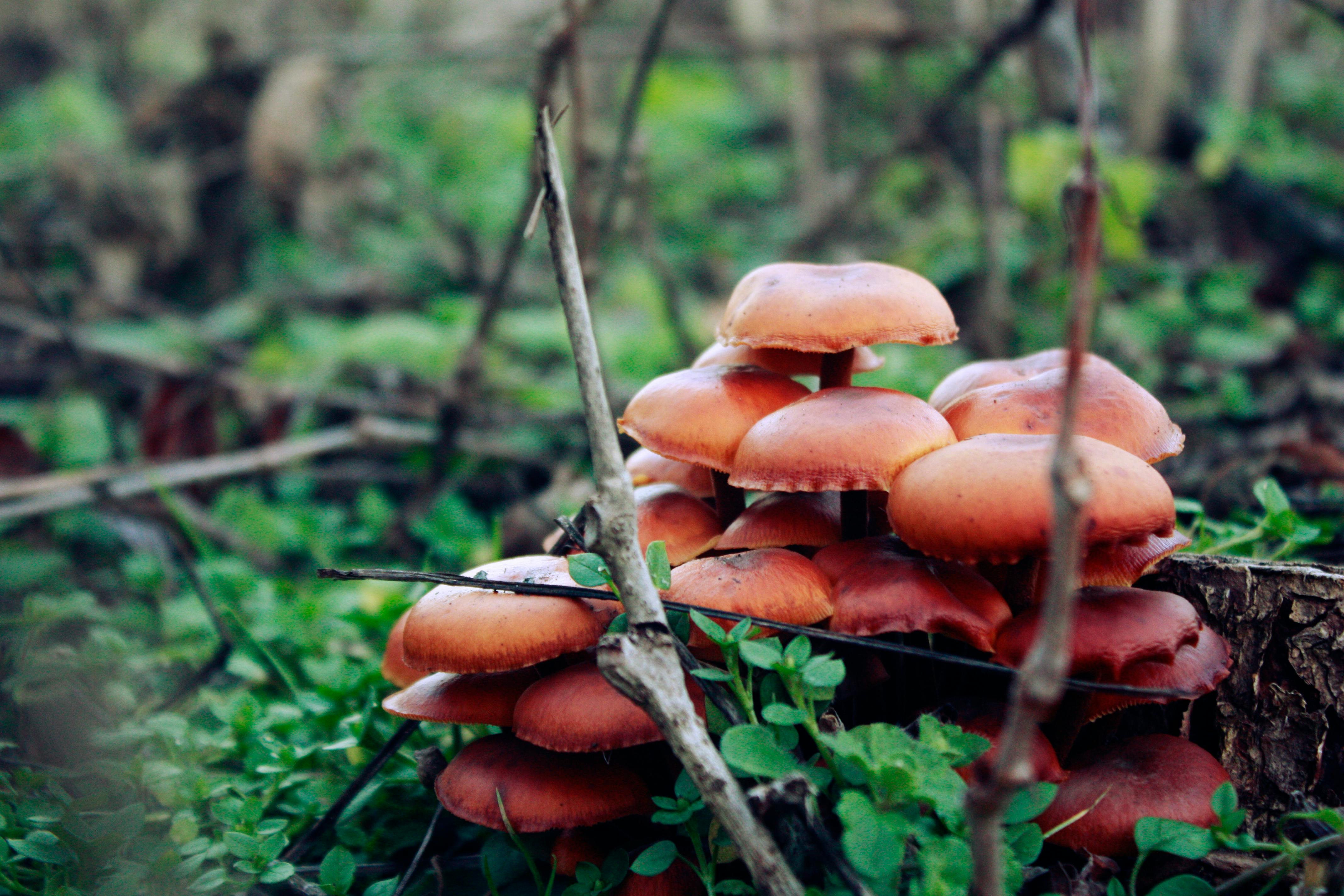 Photograph of White Mushrooms Growing on a Wood · Free Stock Photo