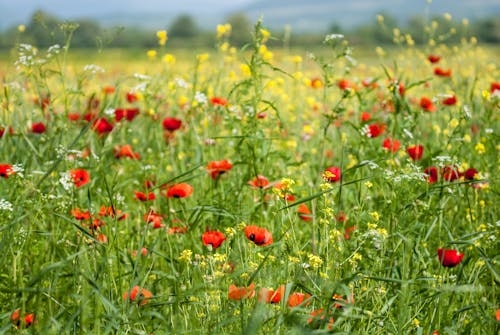 Gratuit Imagine de stoc gratuită din câmp, flori, fotografie cu natură Fotografie de stoc