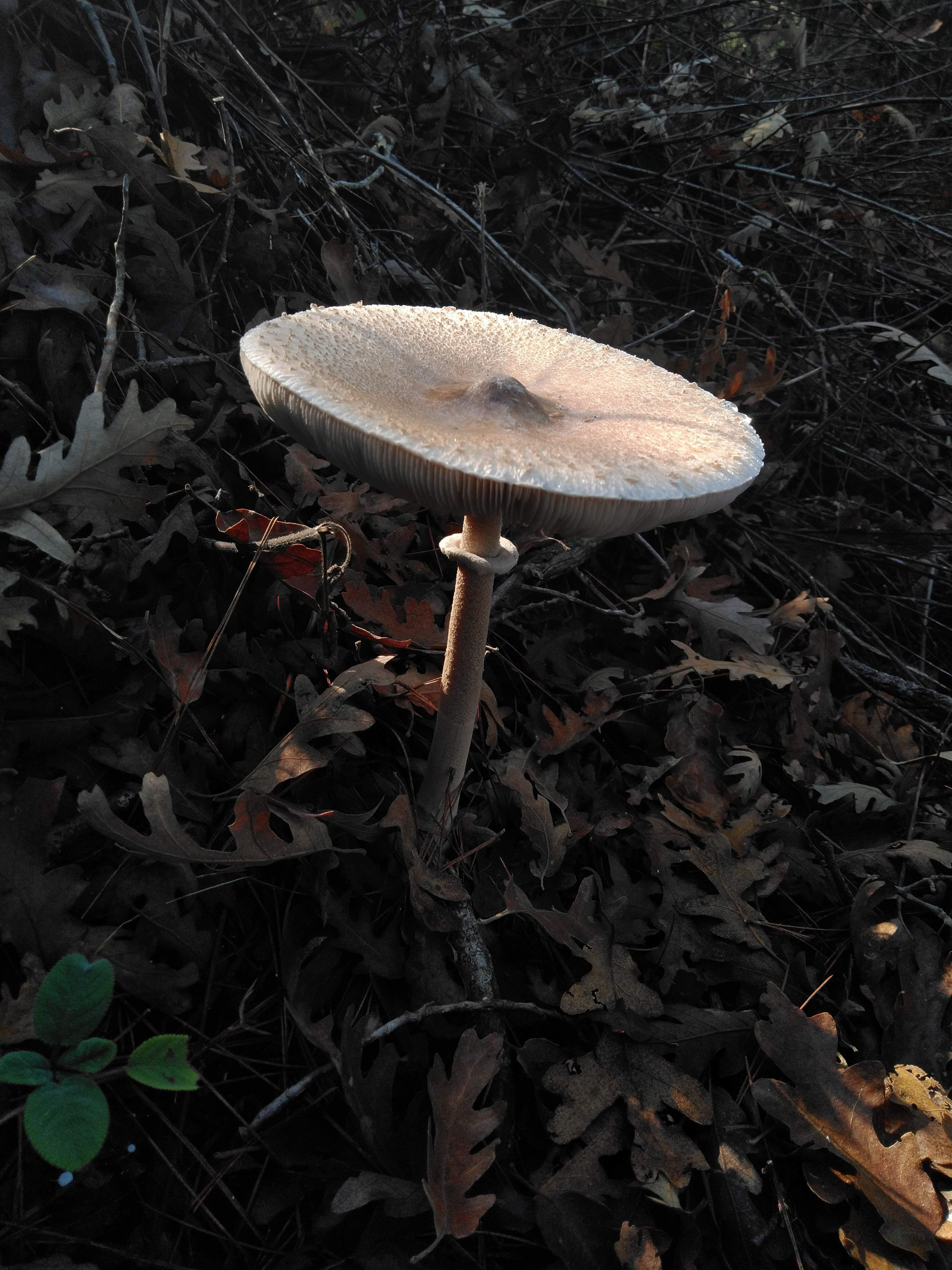 Close-up of a wild mushroom growing among dried leaves, highlighting nature's textures.