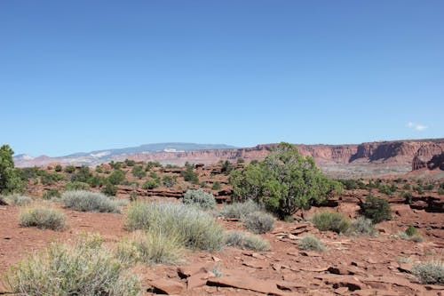 Kostenloses Stock Foto zu amerika, blauer himmel, grüne bäume