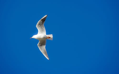 A Bird Flying Under a Blue Sky