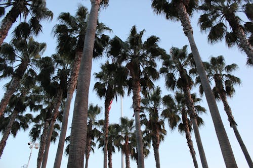Free Green Palm Trees Under the Blue Sky Stock Photo