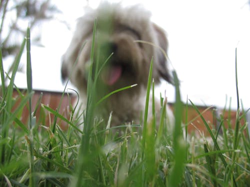 Free stock photo of dog, grass, green Stock Photo