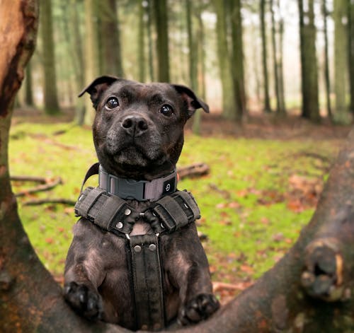 A Black Short Coated Dog Beside a Tree 