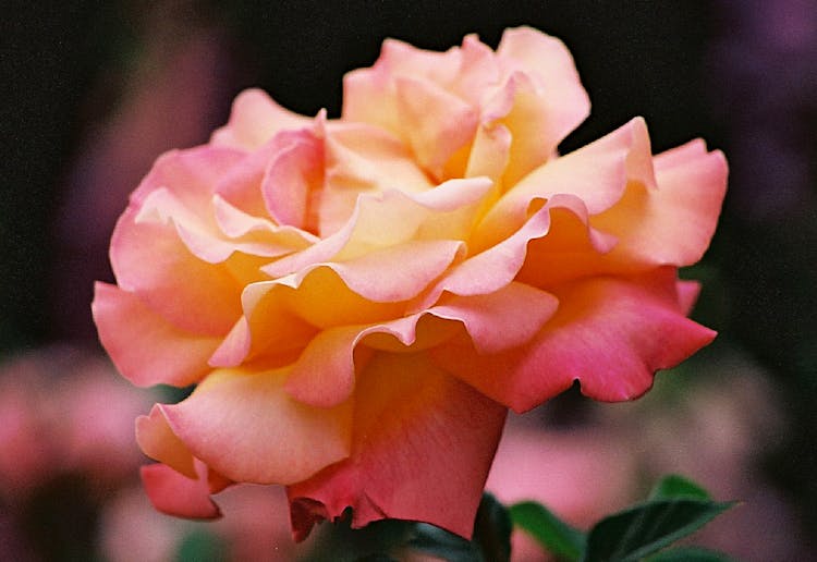 Close-Up Shot Of A Gradient Flower