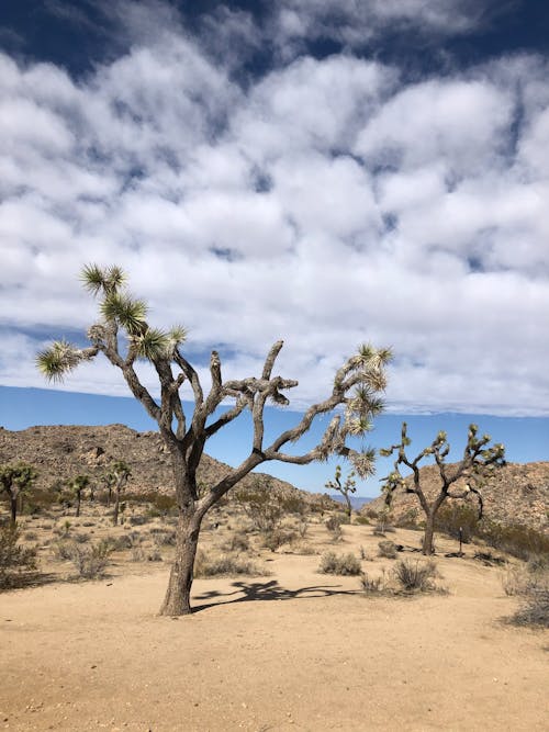 Joshua Tree at Joshua Tree National Park in California, USA