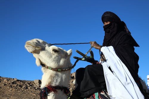 Free A Woman Riding a Camel Stock Photo