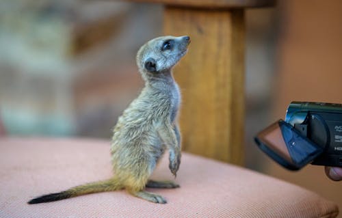 Photos gratuites de afrique, jeune animal, mignon