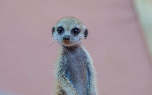 Photos gratuites de afrique, jeune animal, mignon