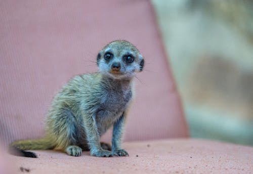 Photos gratuites de afrique, jeune animal, mignon