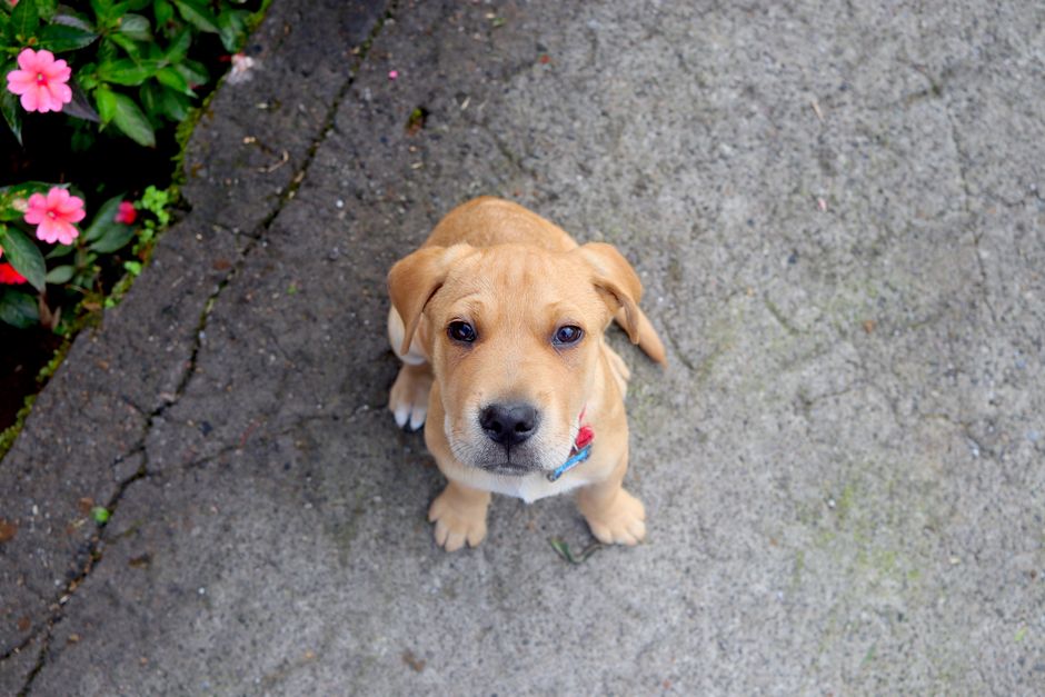 Adorable puppy looking up while sitting on pavement with flowers in Heredia, Costa Rica.