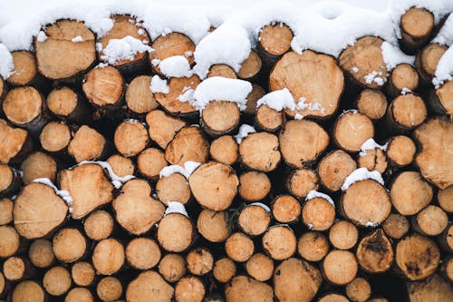 Free A Pile of Logs Stock Photo