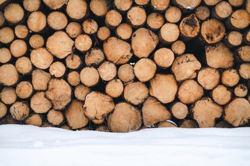 Free A Pile of Logs Stock Photo