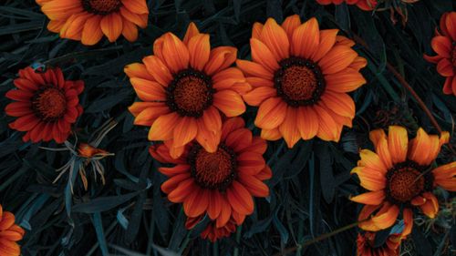 Free Bright orange flowers in full bloom, creating a vibrant contrast against lush green foliage. Stock Photo