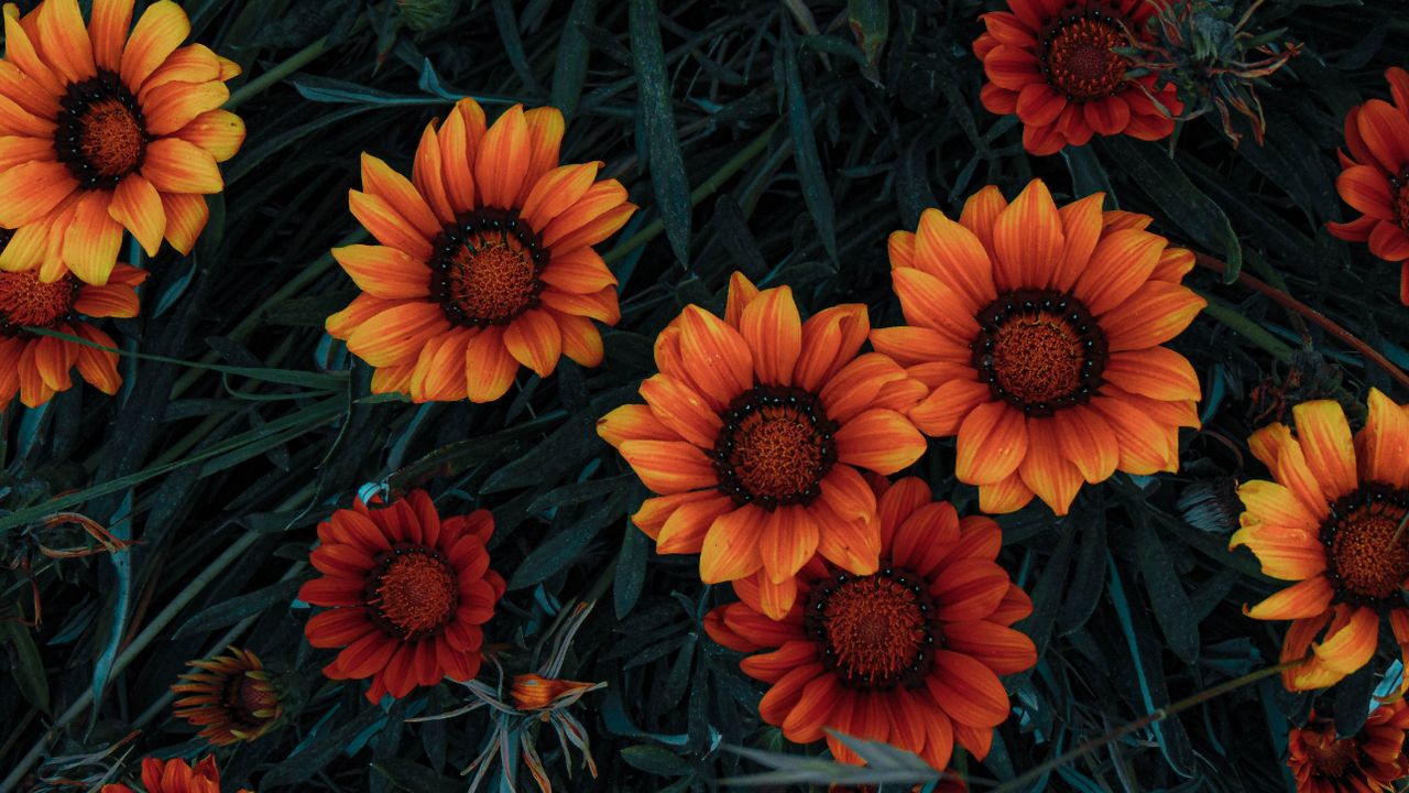 bright orange and red flowers in a garden setting capture nature s viv
