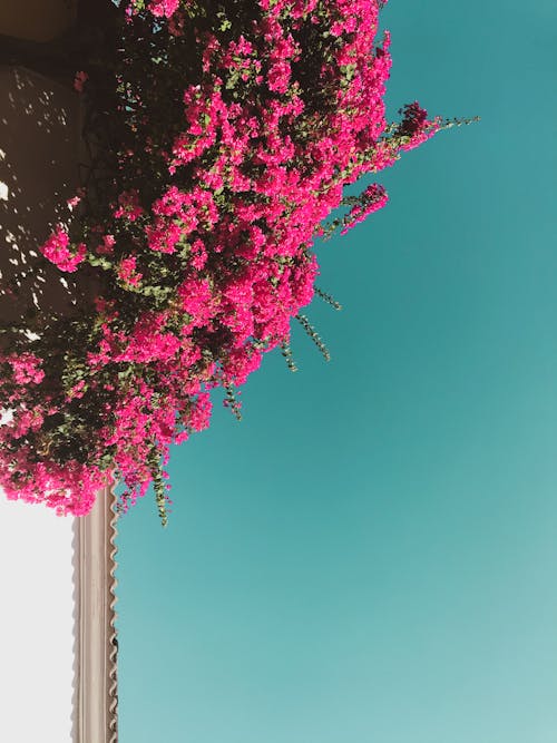 Foto d'estoc gratuïta de buganvillas, cel blau, flors