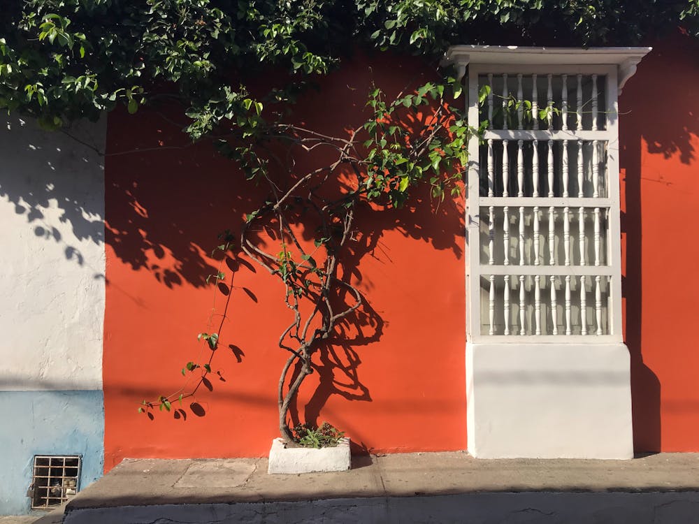 Fotos de stock gratuitas de casa, hojas, pared naranja