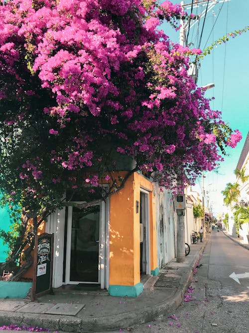 Purple Flowers of a Tree in Front of the Store