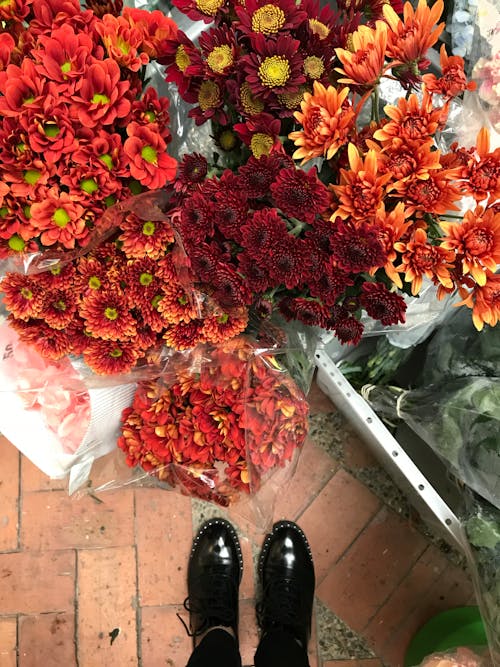 Close Up Shot of Red Flowers