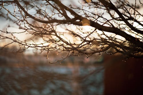 Close Up Shot of Tree Branches