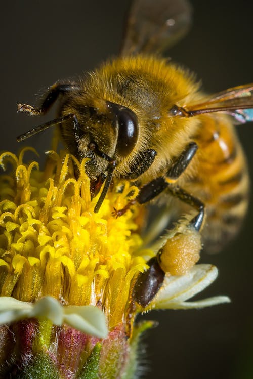 Yellow and Black Bee on a Yellow Flower