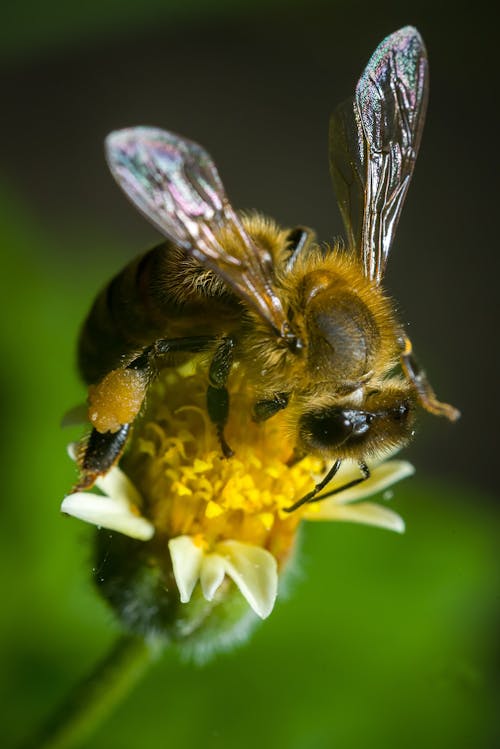 Bezpłatne Czarno żółta Pszczoła Na żółtym Kwiecie Zdjęcie z galerii
