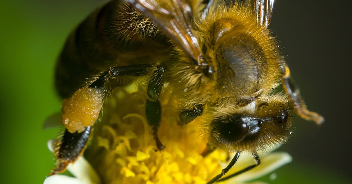 Close Up Shot of a Bee · Free Stock Photo Close Up Shot of a Bee · Free Stock Photo