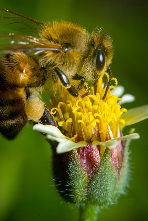 蜜蜂棲息在黃色的花，在關閉了攝影