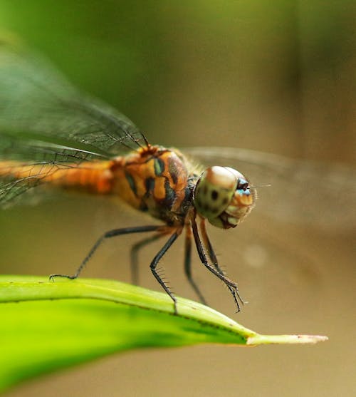 Free stock photo of dragonfly, nature, naturelover Stock Photo