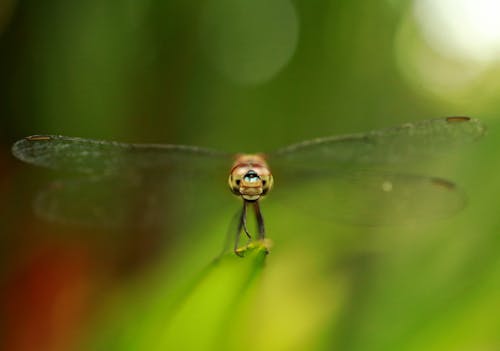 Free Brown Dragonfly Macro Shot Stock Photo