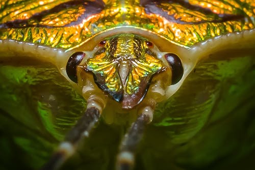 Gratis Brown And White Turtle On Water Foto Stok