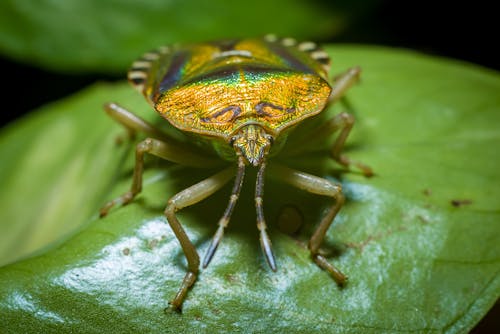Gratis Kumbang Hijau Dan Coklat Pada Daun Hijau Dalam Fotografi Jarak Dekat Foto Stok