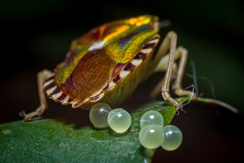 緑の葉に茶色と黒の昆虫