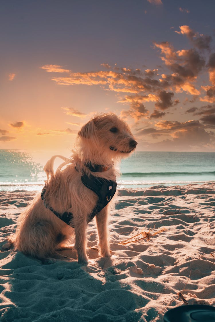 Cute Dog Sitting On Sandy Seacoast At Sunset