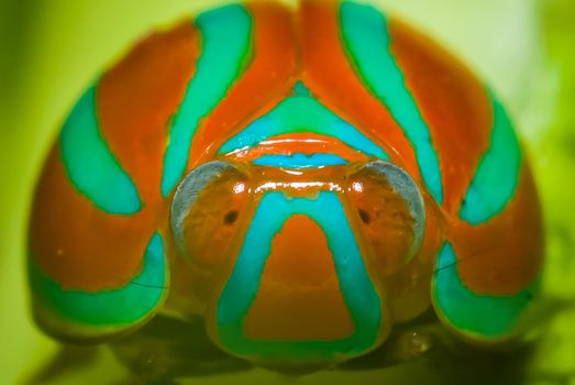 Close-up of a vibrant jewel beetle with red and green patterns captured in macro photography.
