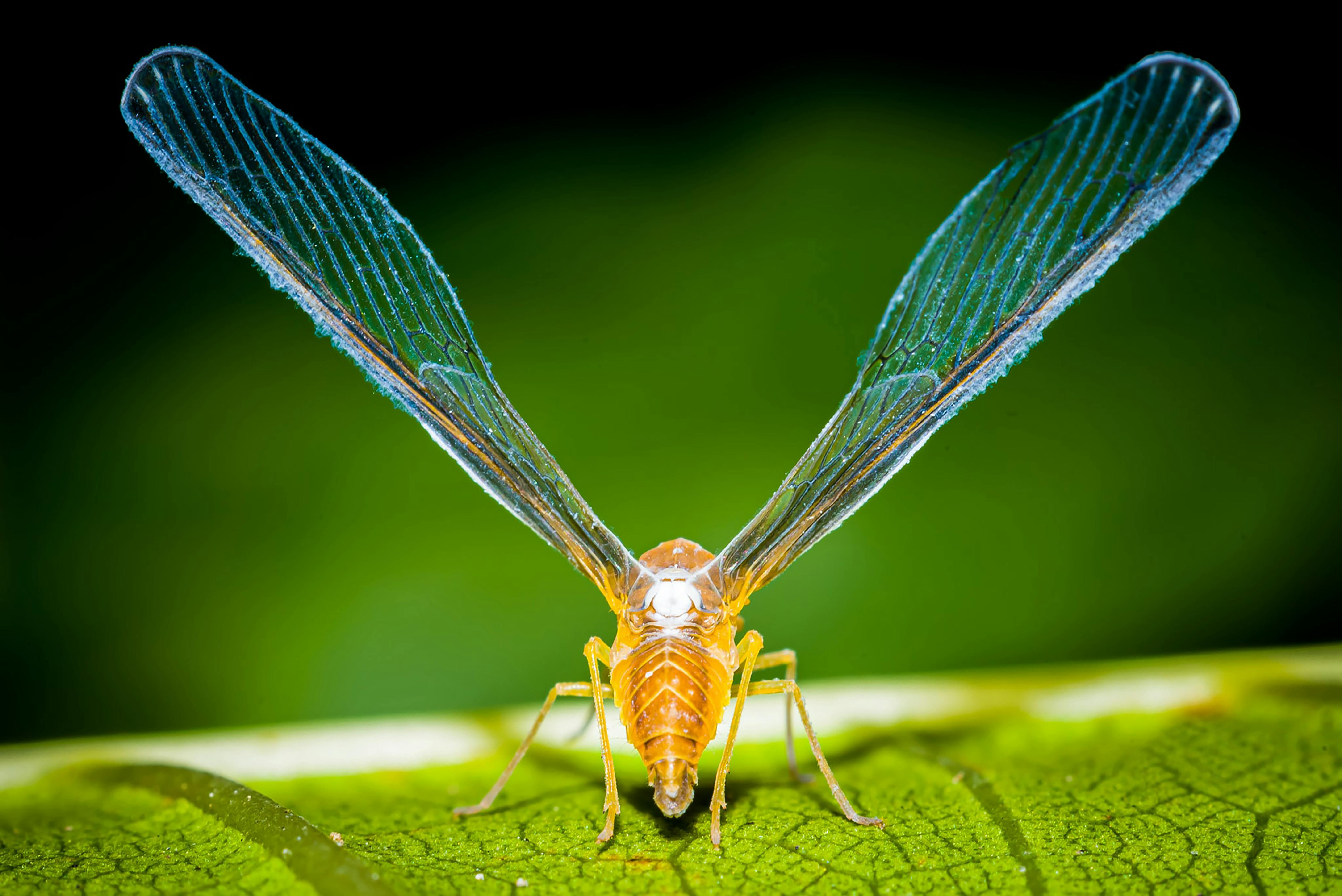 Mayfly Photos, Download The BEST Free Mayfly Stock Photos & HD Images